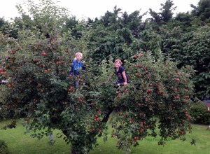up the apple tree